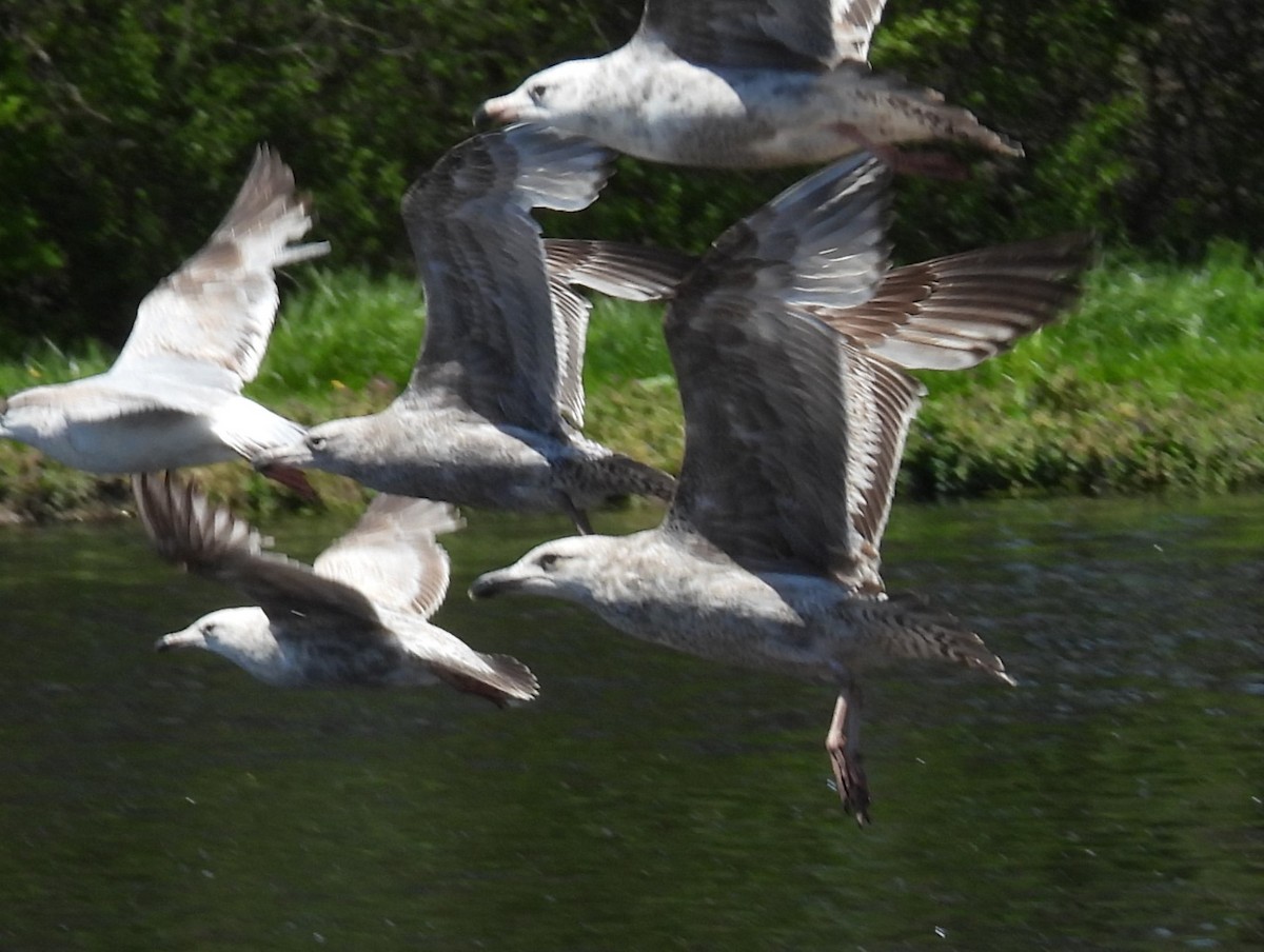 Larus sp. - ML657629472