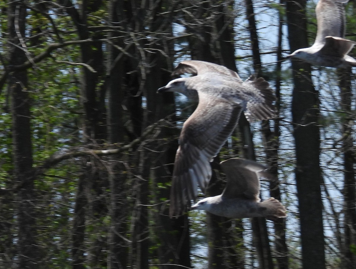 Larus sp. - ML657629473