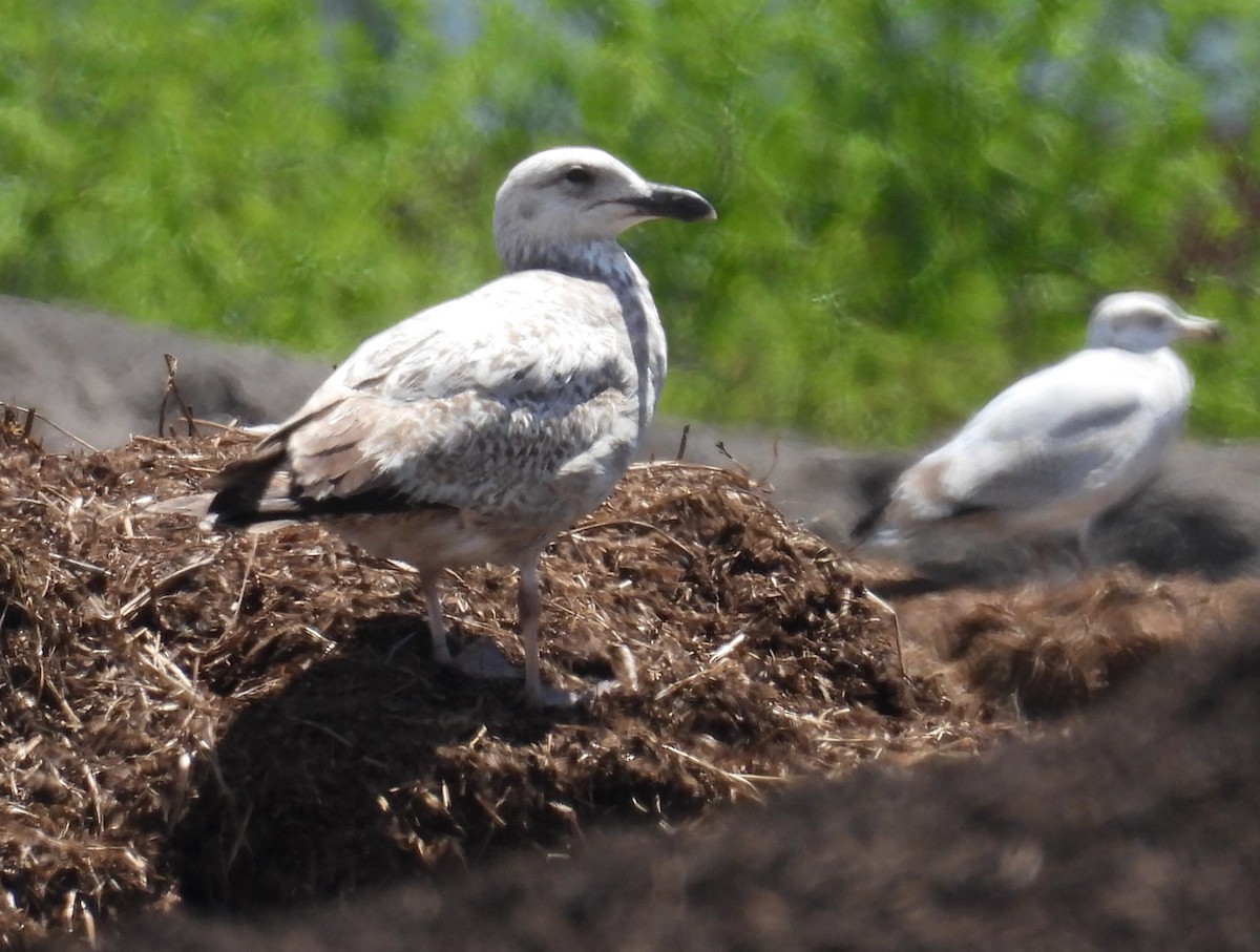 Larus sp. - ML657629474