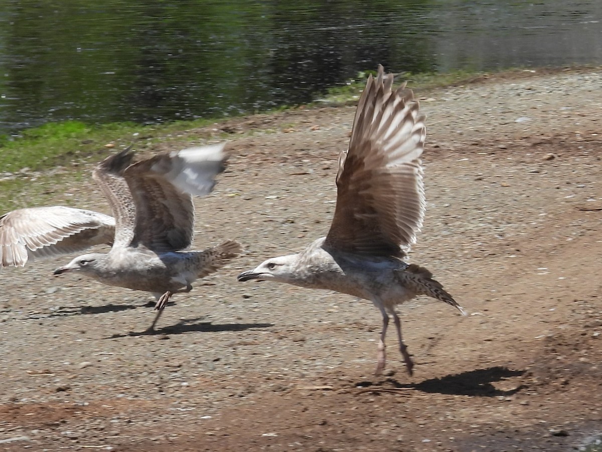 Larus sp. - ML657629475