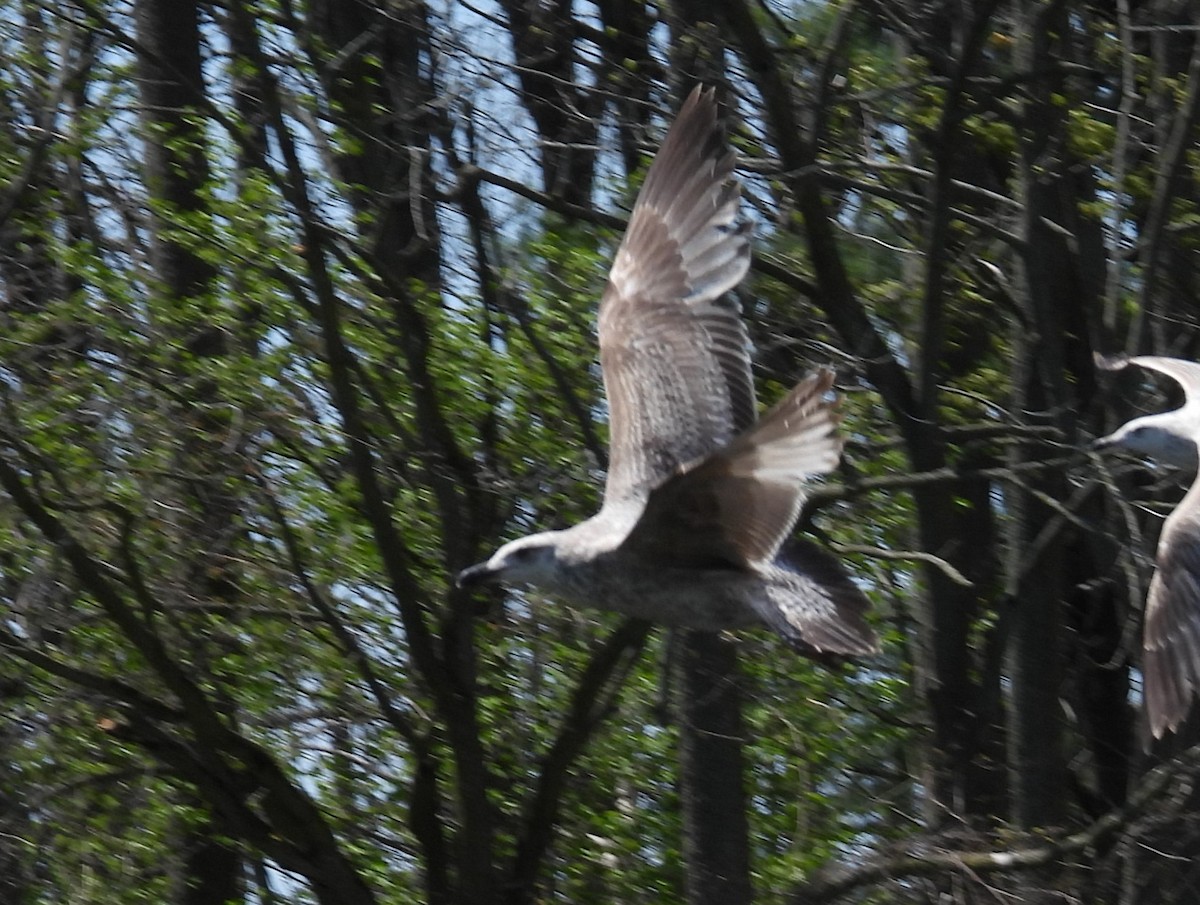 Larus sp. - ML657629476