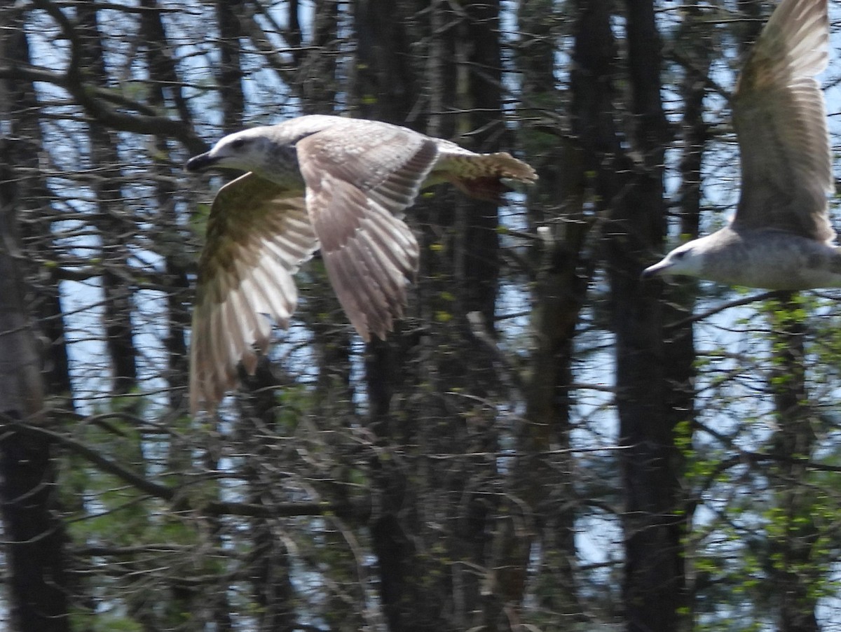 Larus sp. - ML657629477