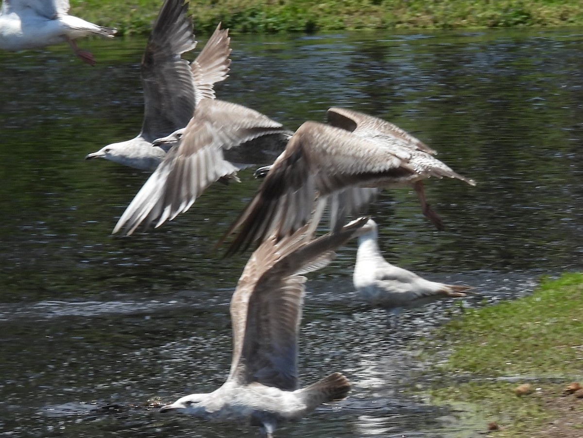 Larus sp. - ML657629478