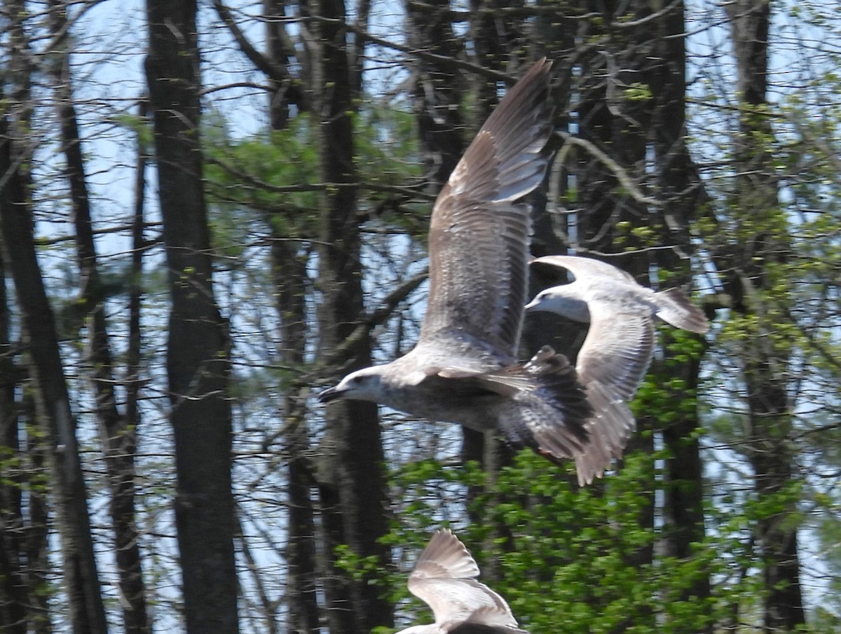 Larus sp. - ML657629479