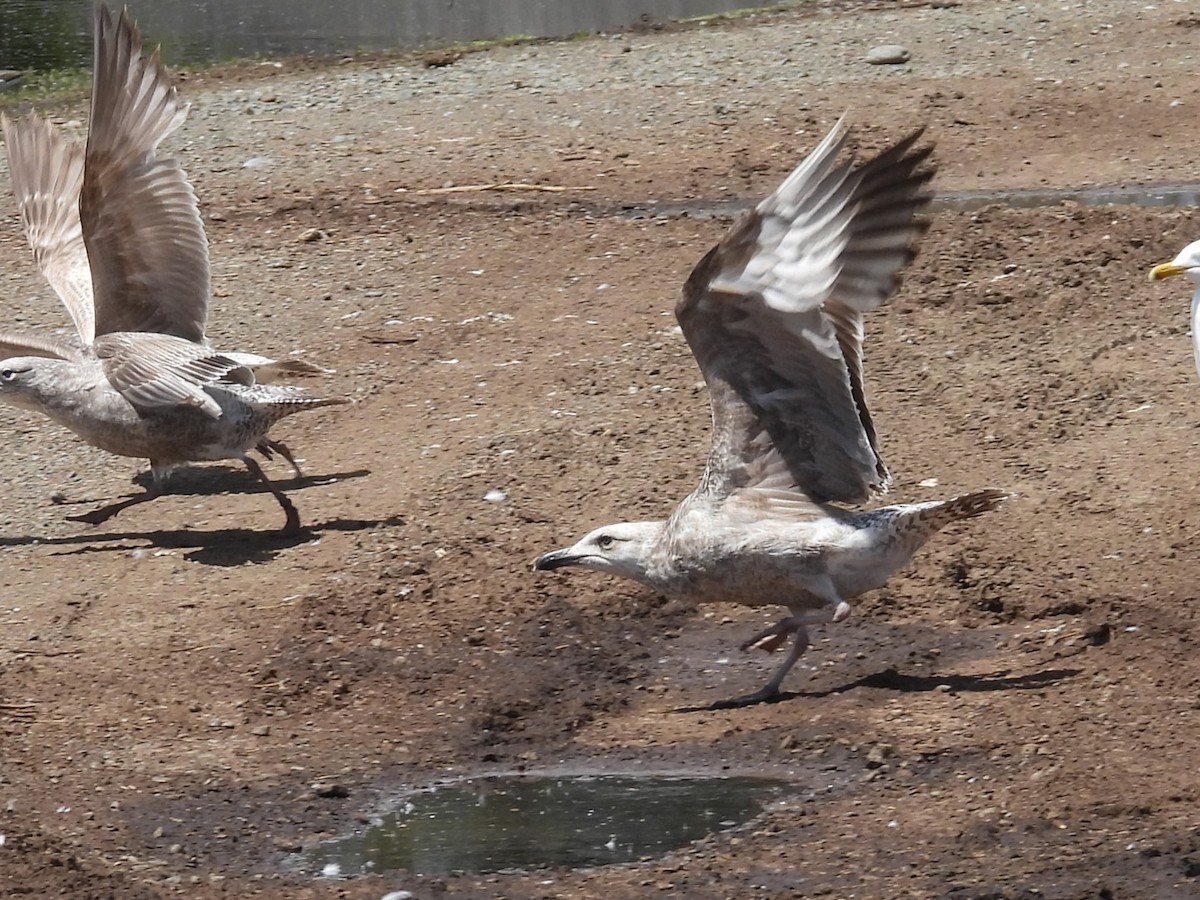 Larus sp. - ML657629480