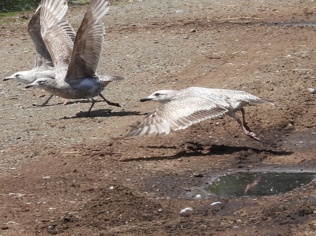 Larus sp. - ML657629481