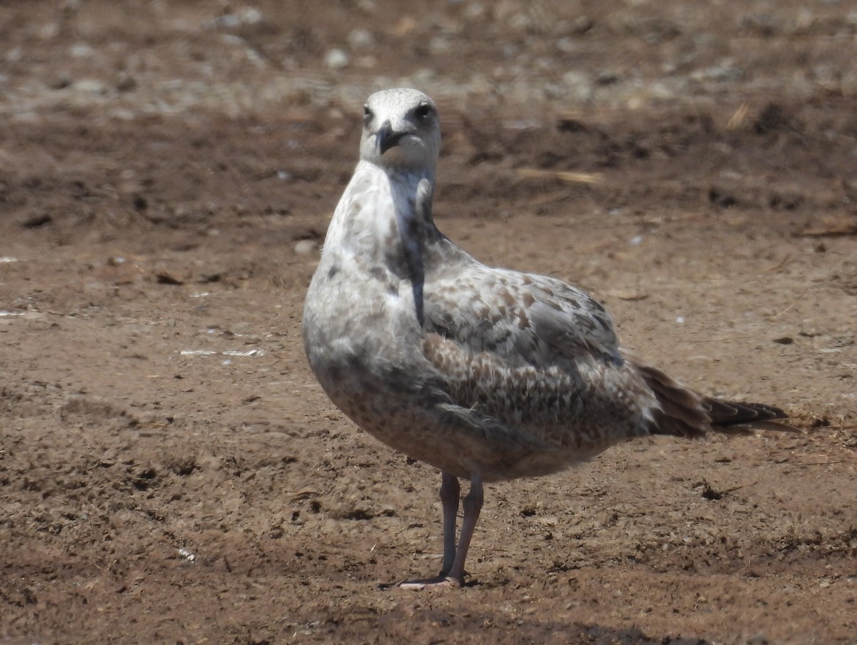 Larus sp. - ML657629484