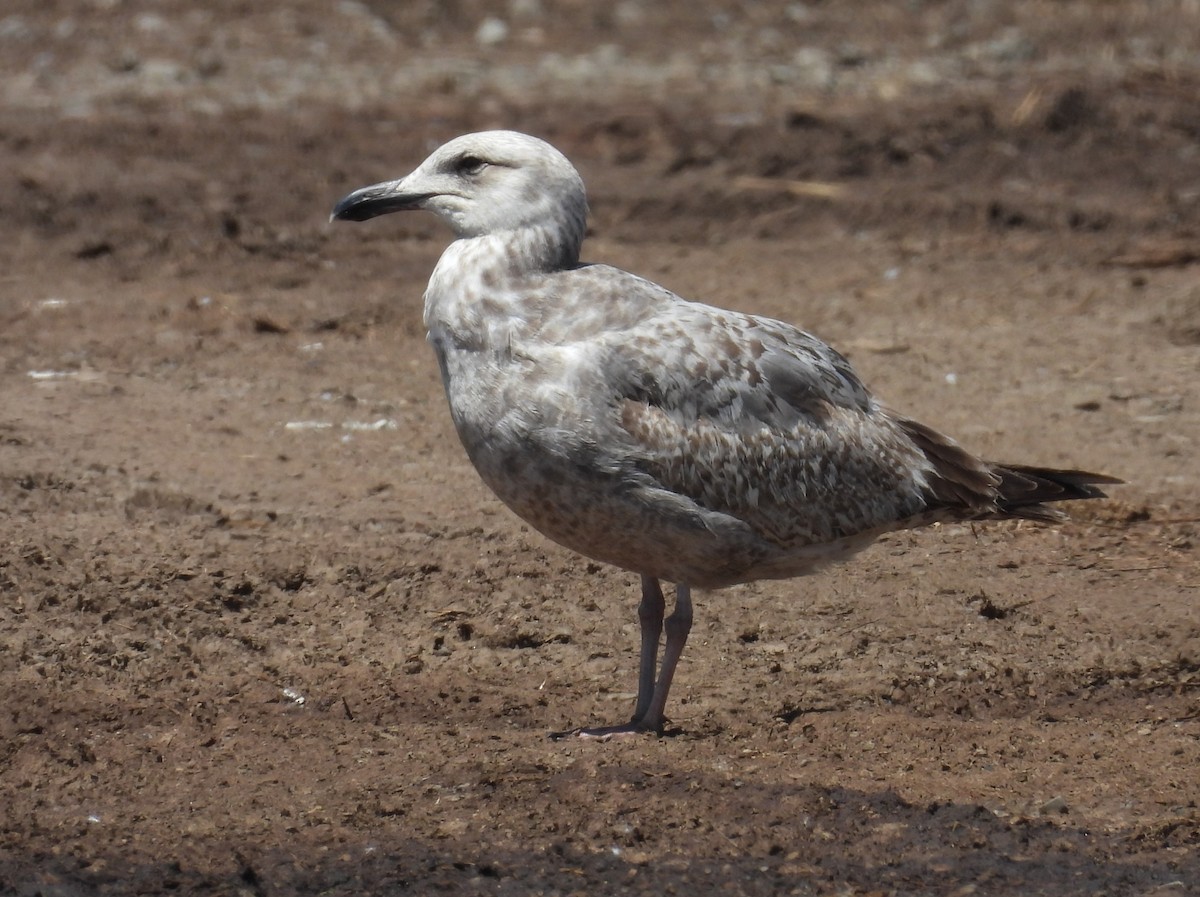Larus sp. - ML657629485