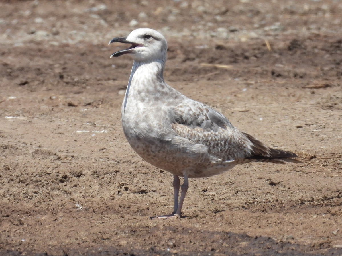 Larus sp. - ML657629486