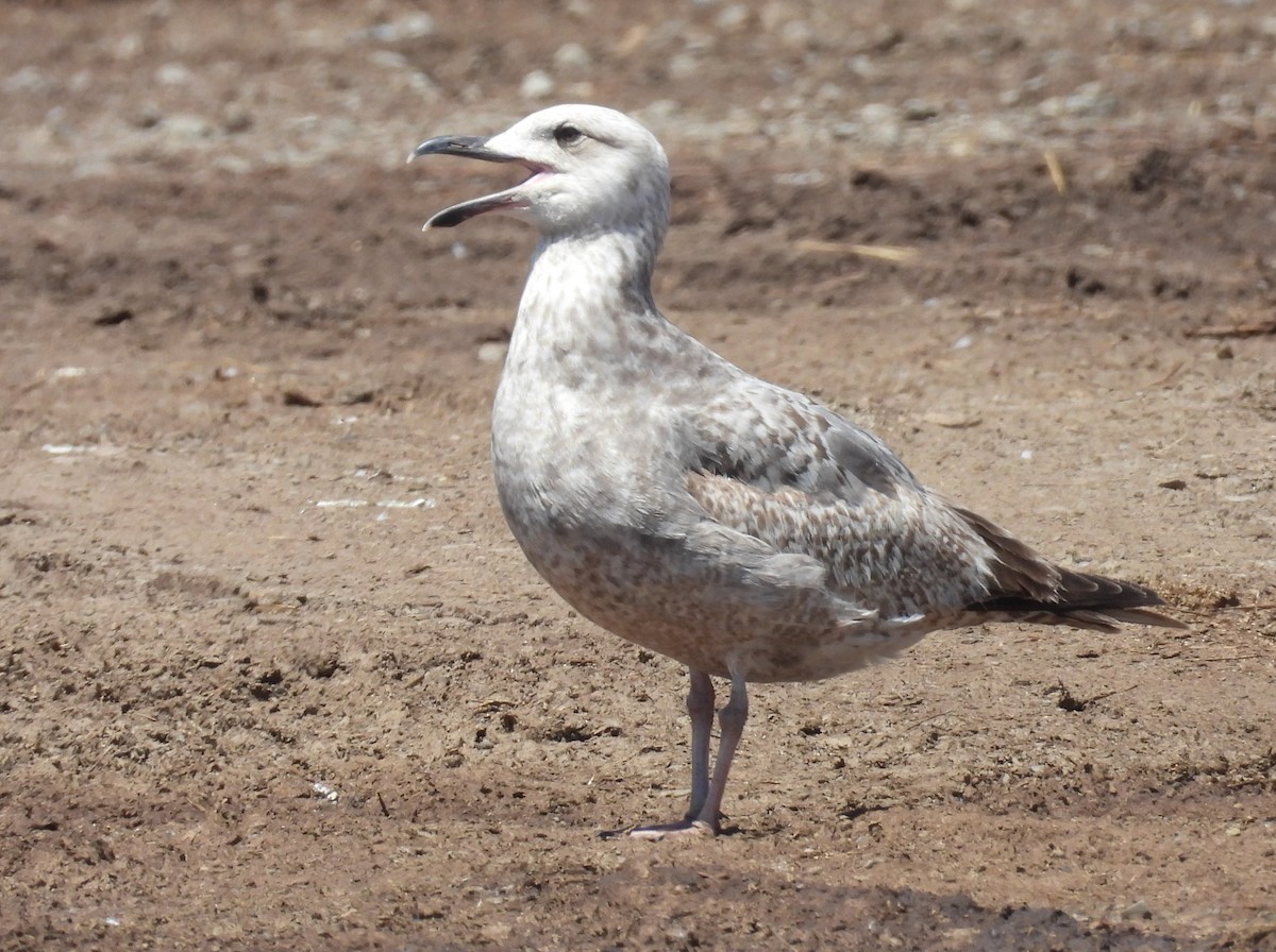 Larus sp. - ML657629487