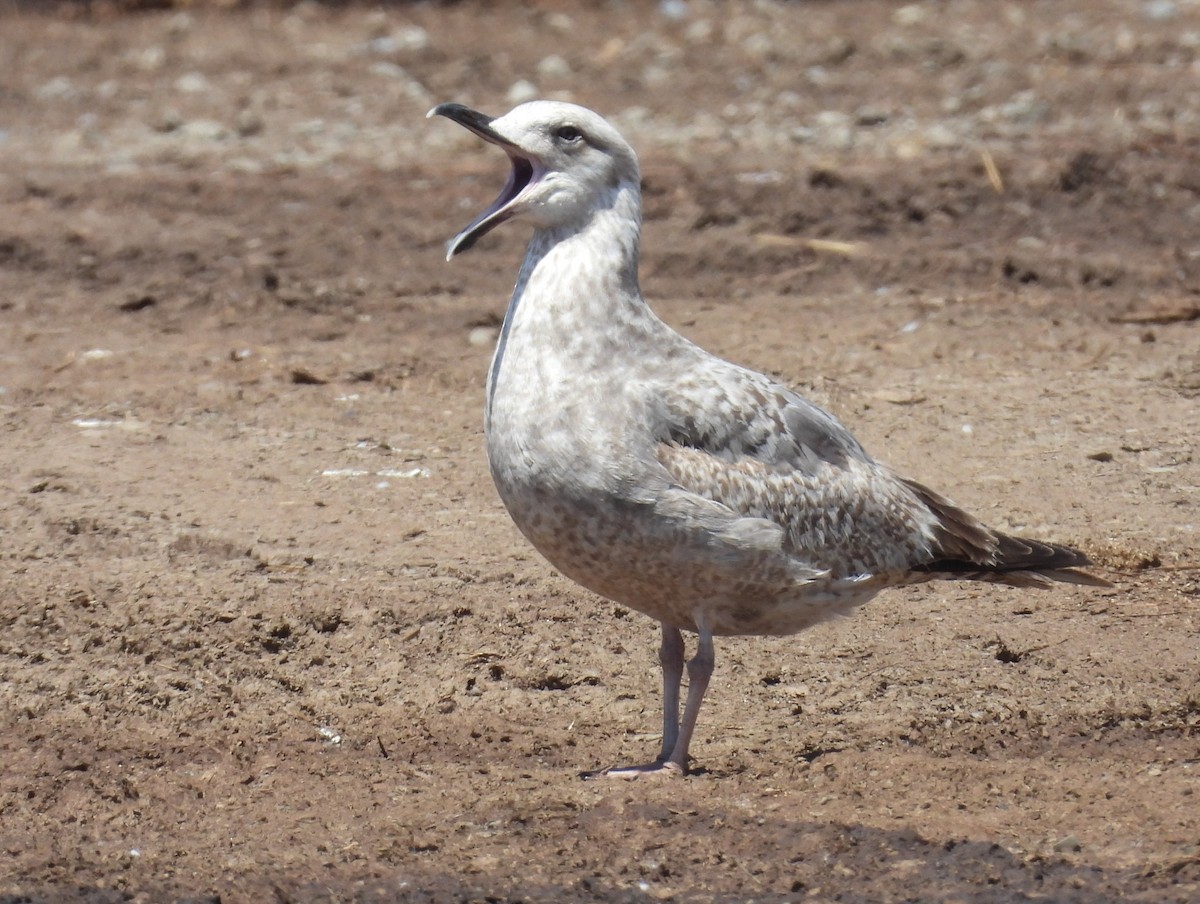 Larus sp. - ML657629488