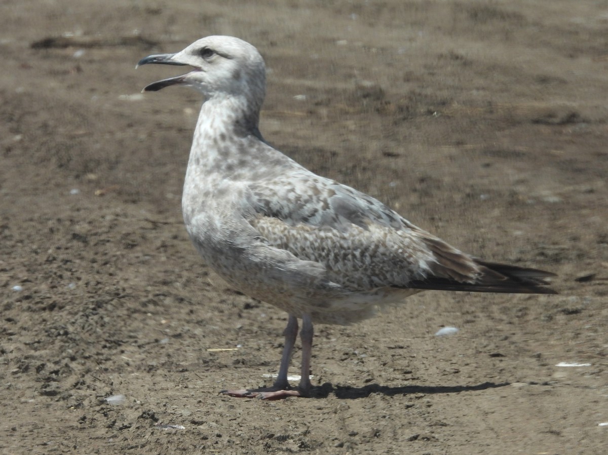 Larus sp. - ML657629489