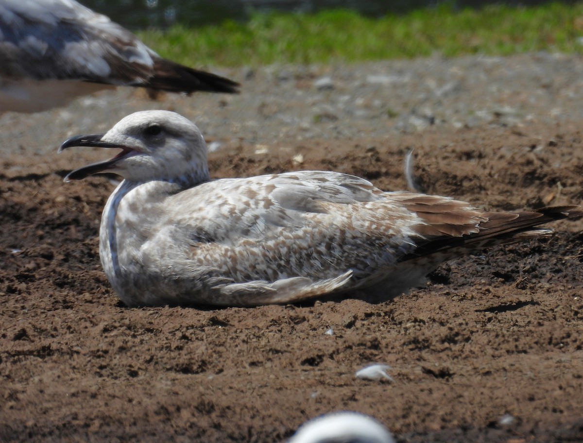 Larus sp. - ML657629490