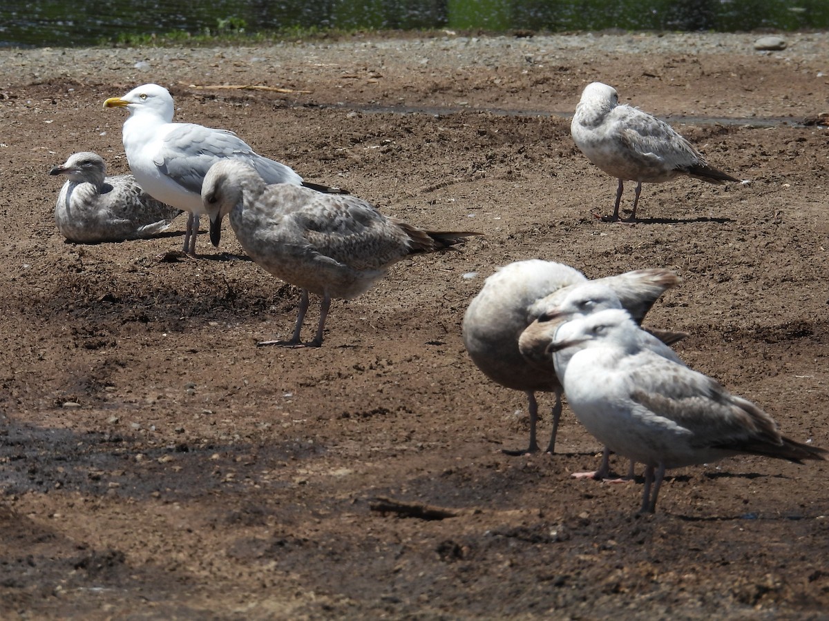 Larus sp. - ML657629491
