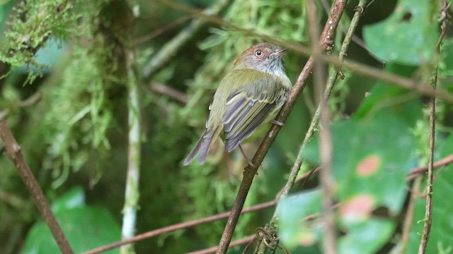 Scale-crested Pygmy-Tyrant - ML657629531