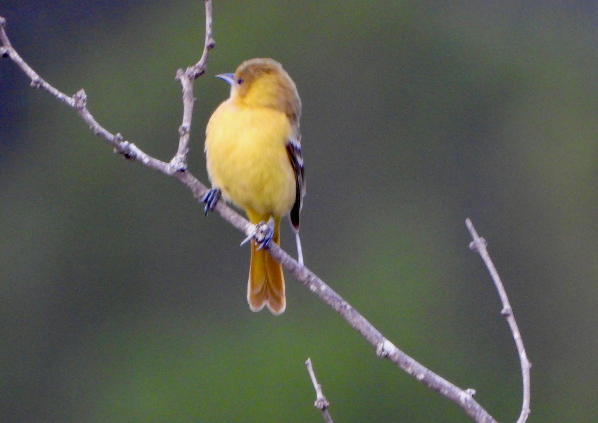 Orchard Oriole - ML657629860