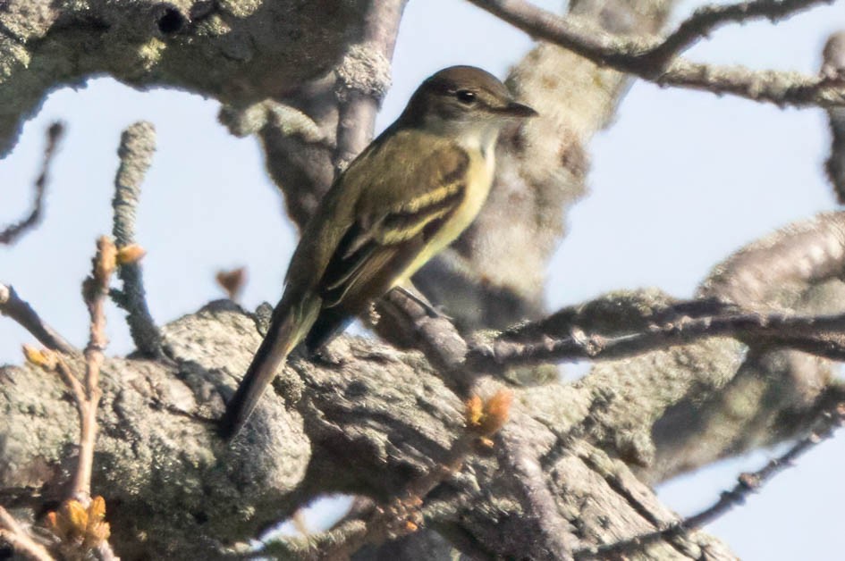 Alder Flycatcher - ML657629891
