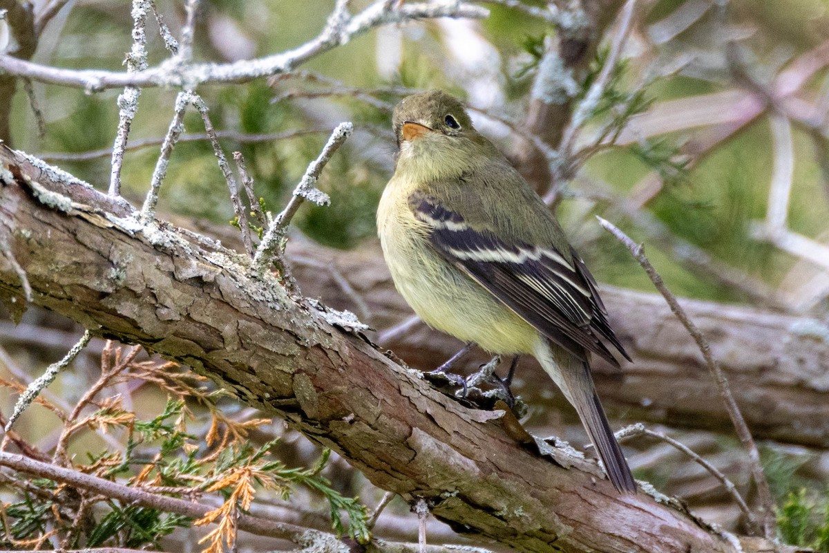 Yellow-bellied Flycatcher - ML657630080