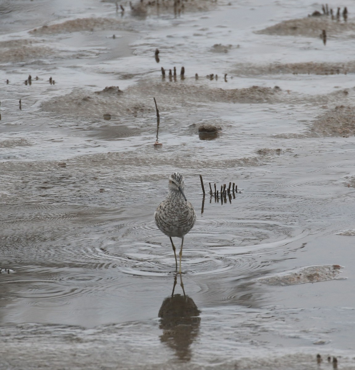 Stilt Sandpiper - ML657630092