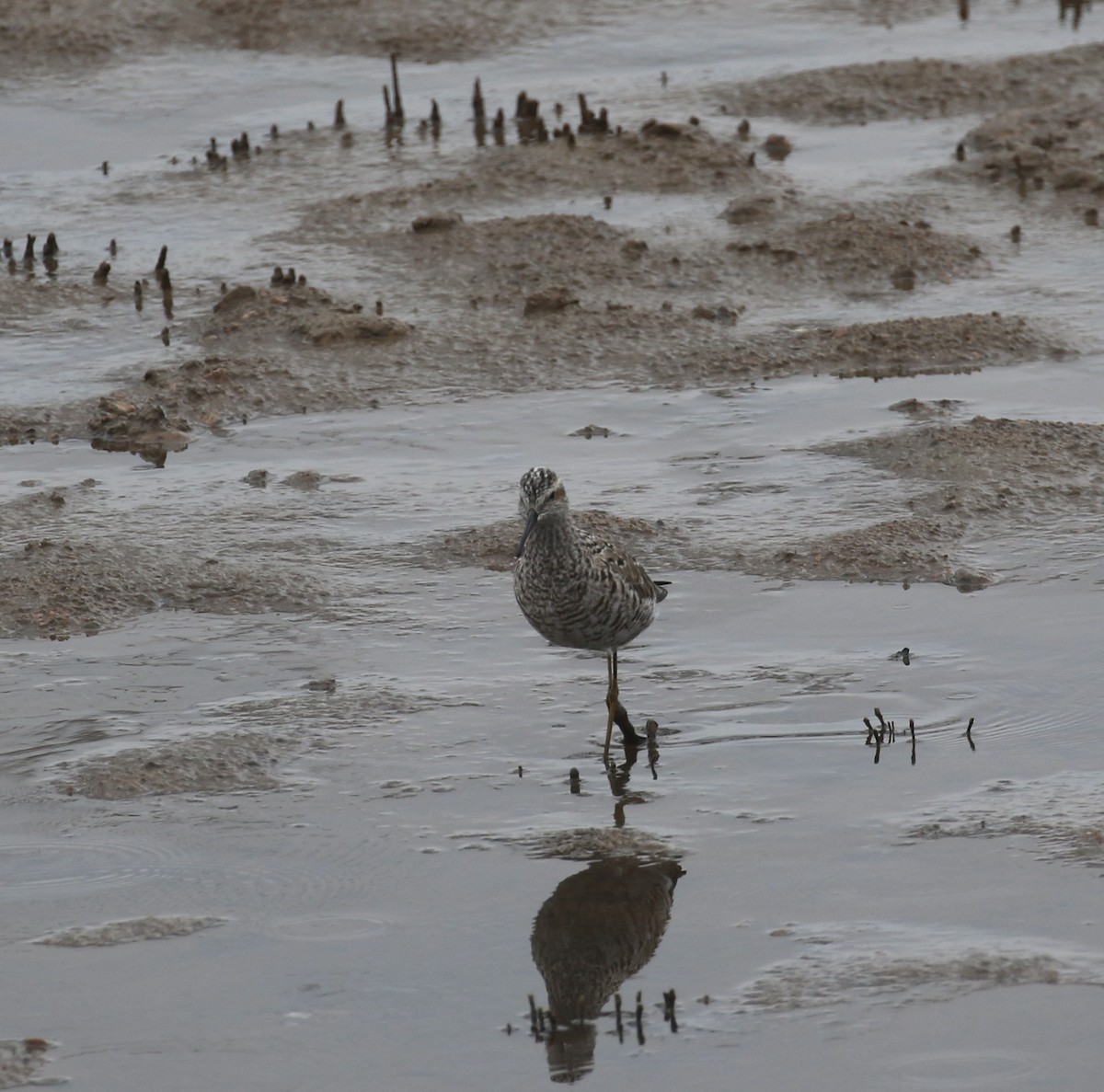 Stilt Sandpiper - ML657630124