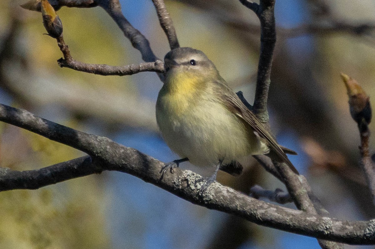 Philadelphia Vireo - ML657630265