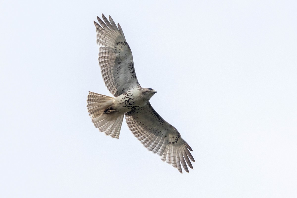 Red-tailed Hawk (borealis) - ML657630520