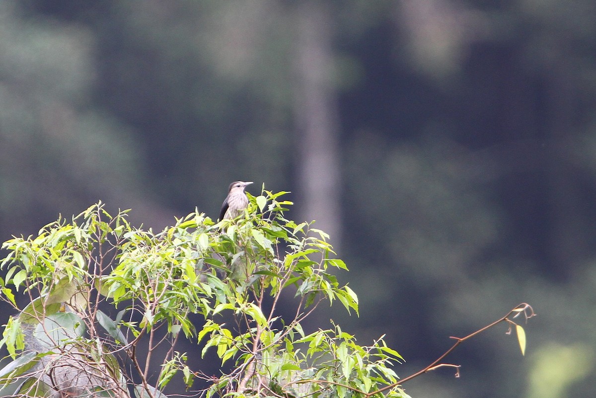 White-faced Starling - ML65763071