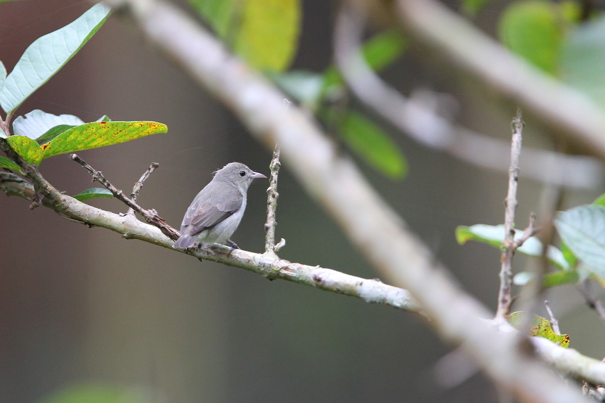 Pale-billed Flowerpecker - ML65763101