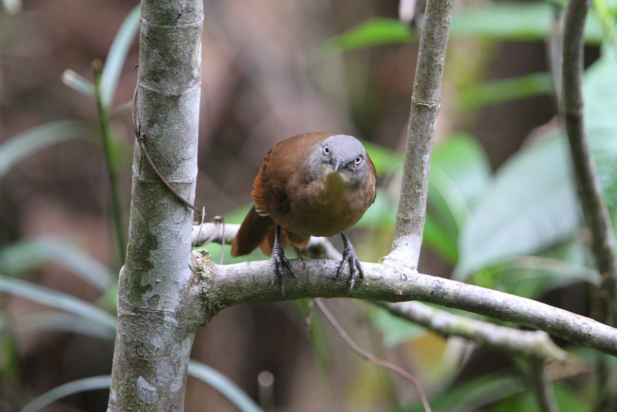 Ashy-headed Laughingthrush - Christoph Moning