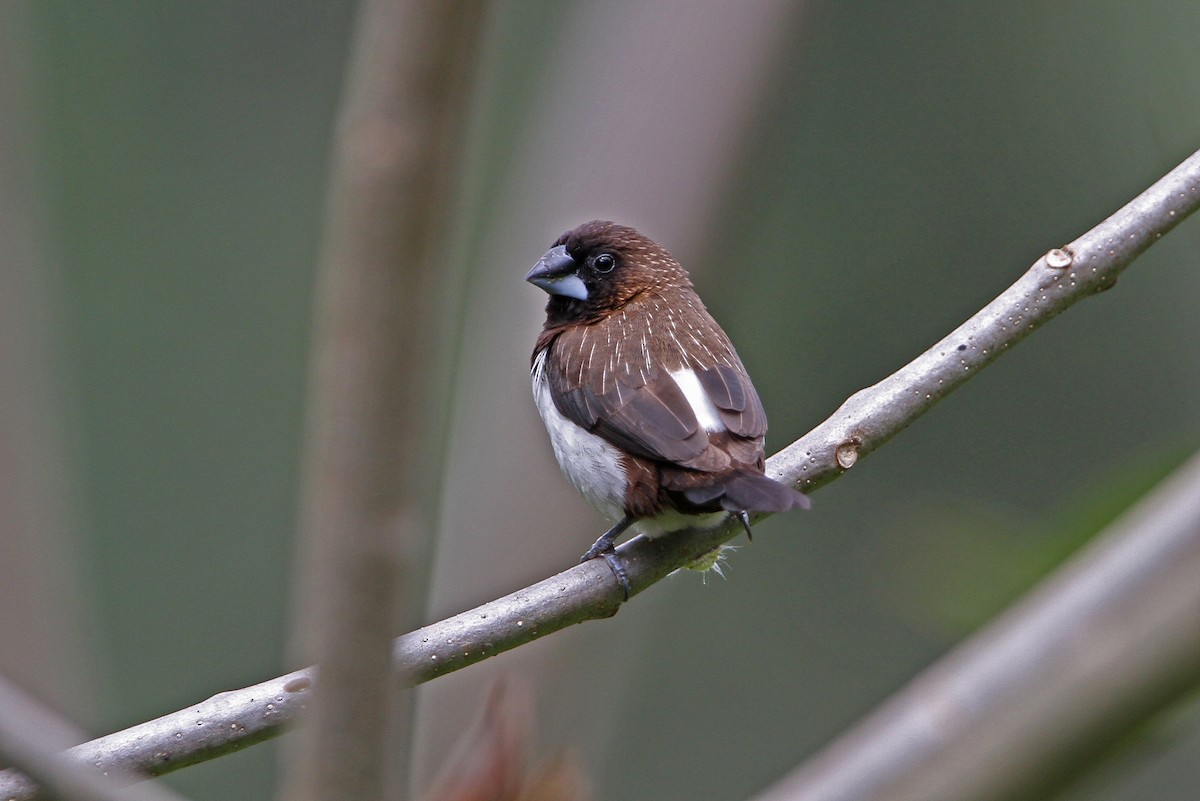 White-rumped Munia - Christoph Moning