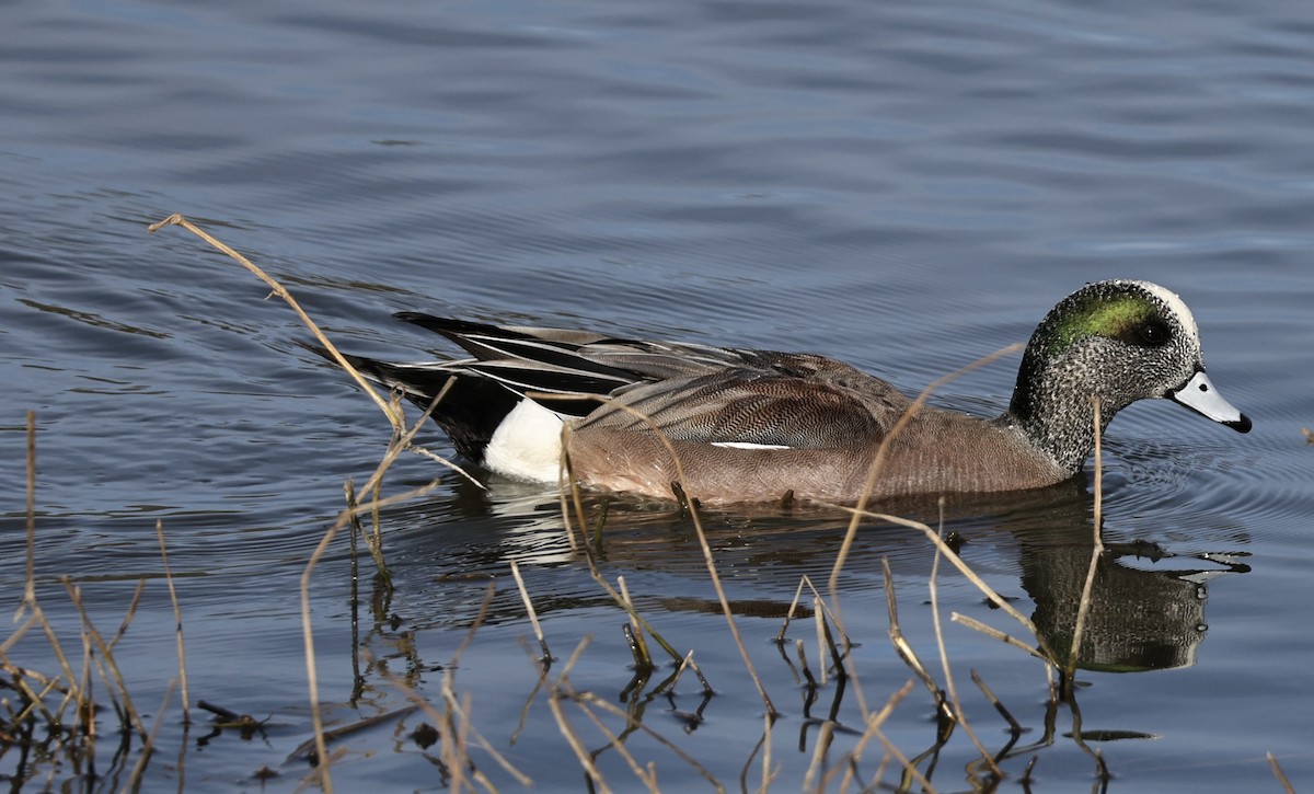 Canard d'Amérique - ML657631823