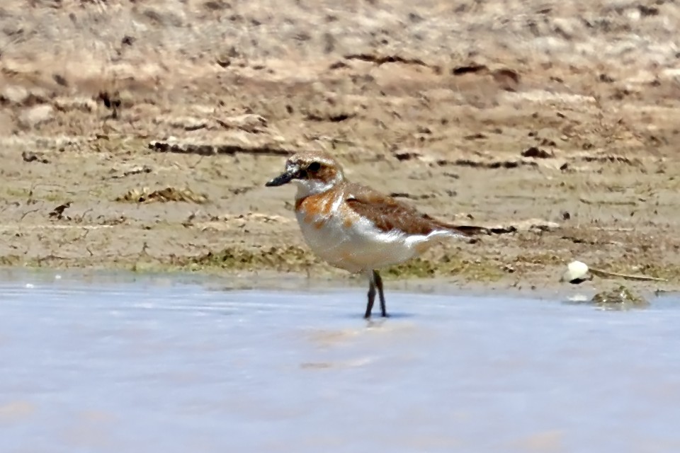 Greater Sand-Plover - ML657632057