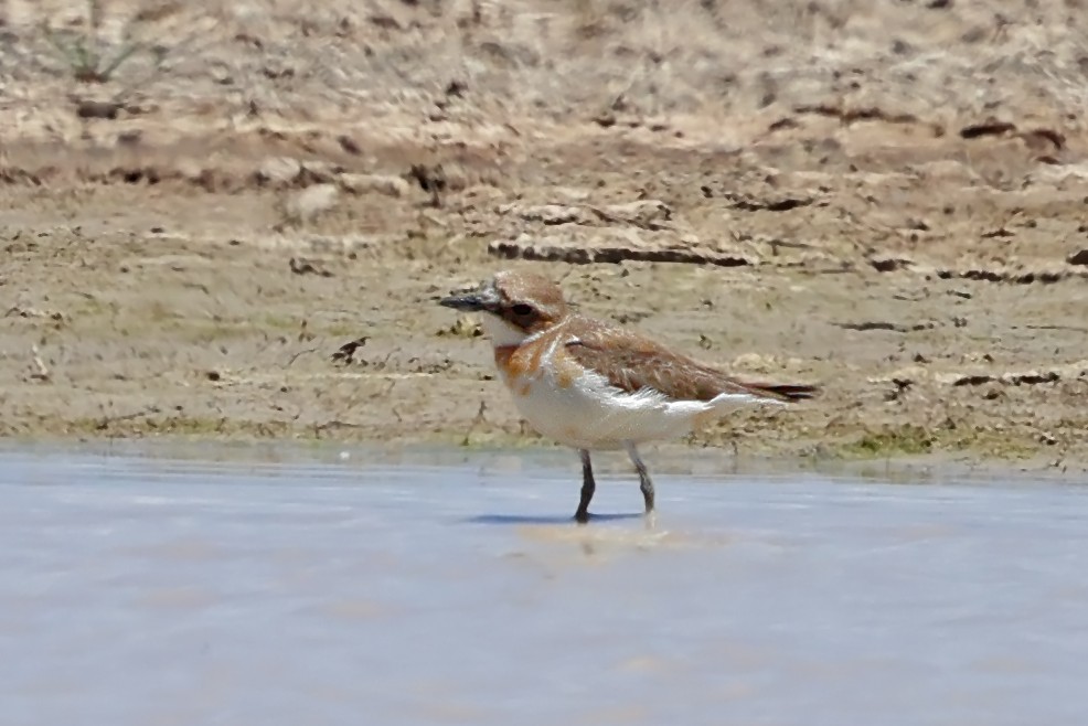 Greater Sand-Plover - ML657632075