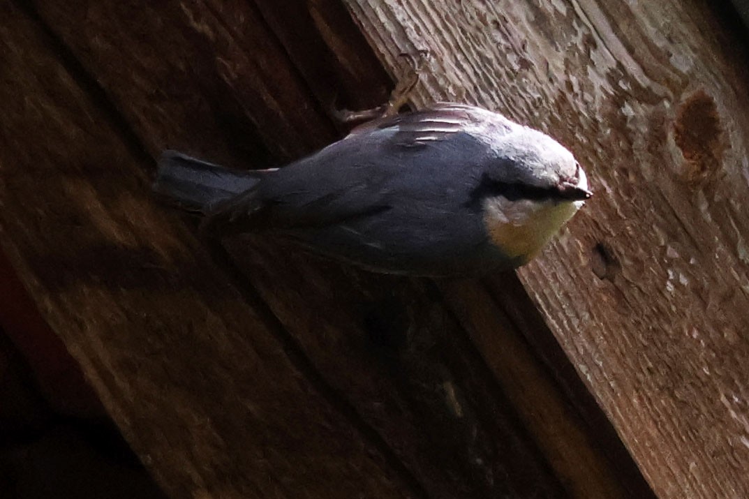 Garrapo eurasiarra - ML657632370