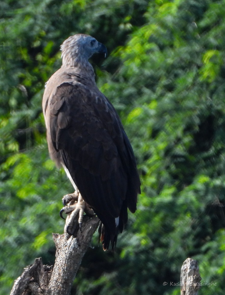 ウオクイワシ - ML657632397