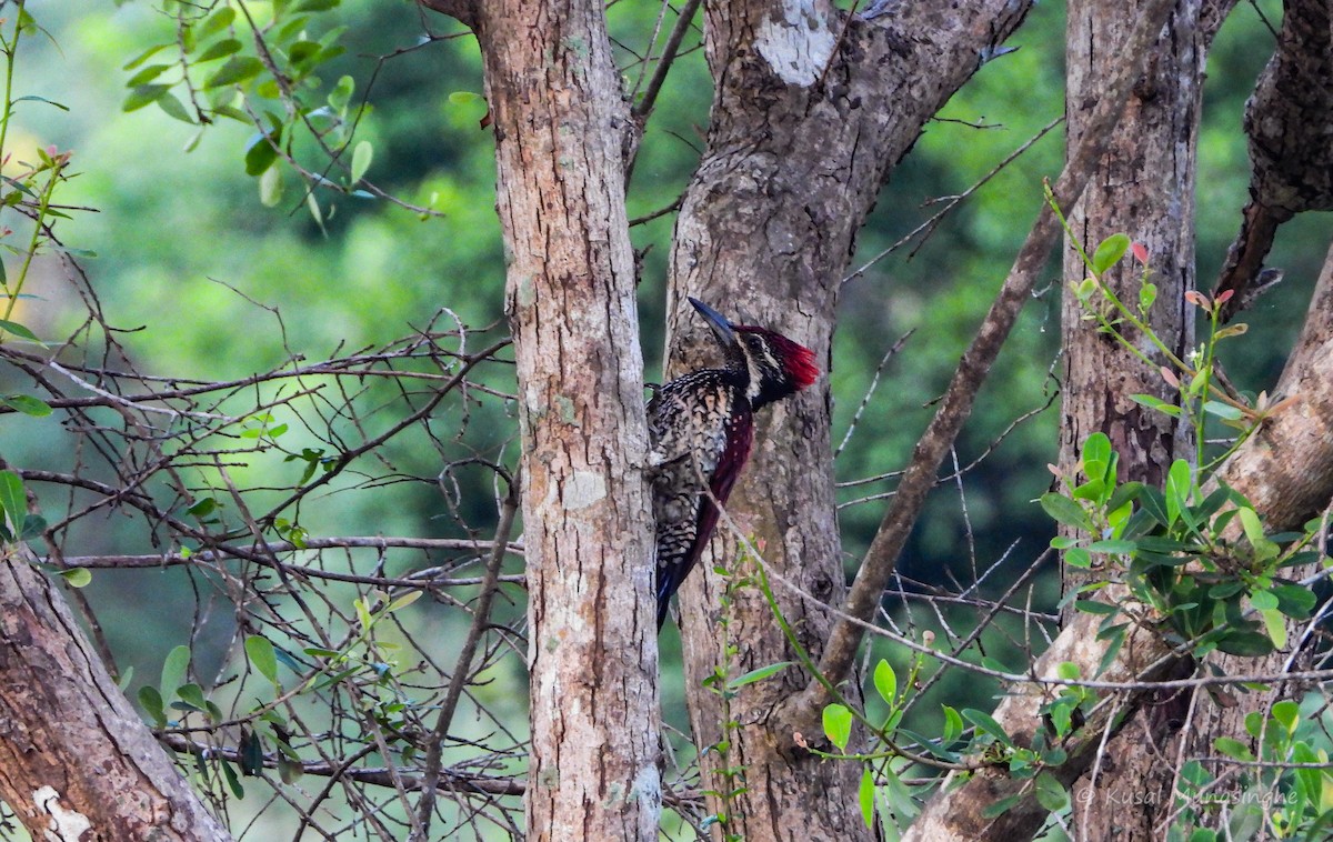 Red-backed Flameback - ML657632816