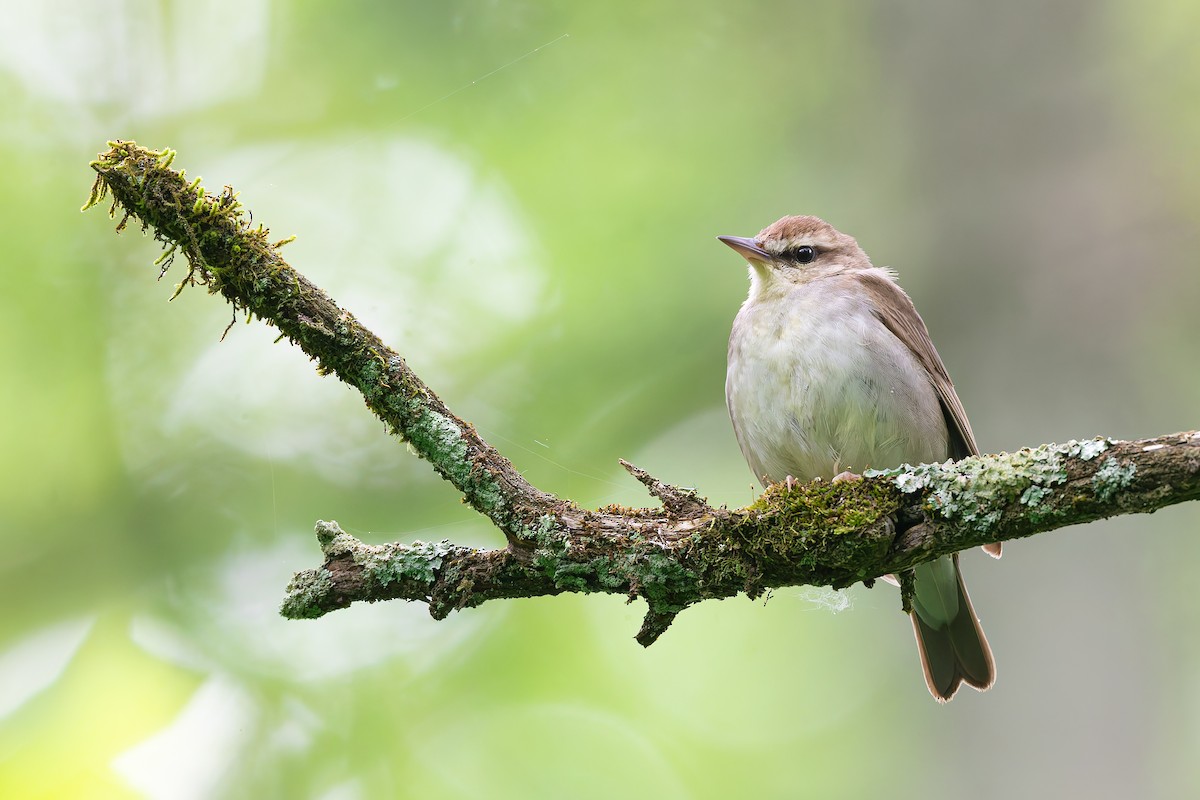 Swainsonwaldsänger - ML657632971