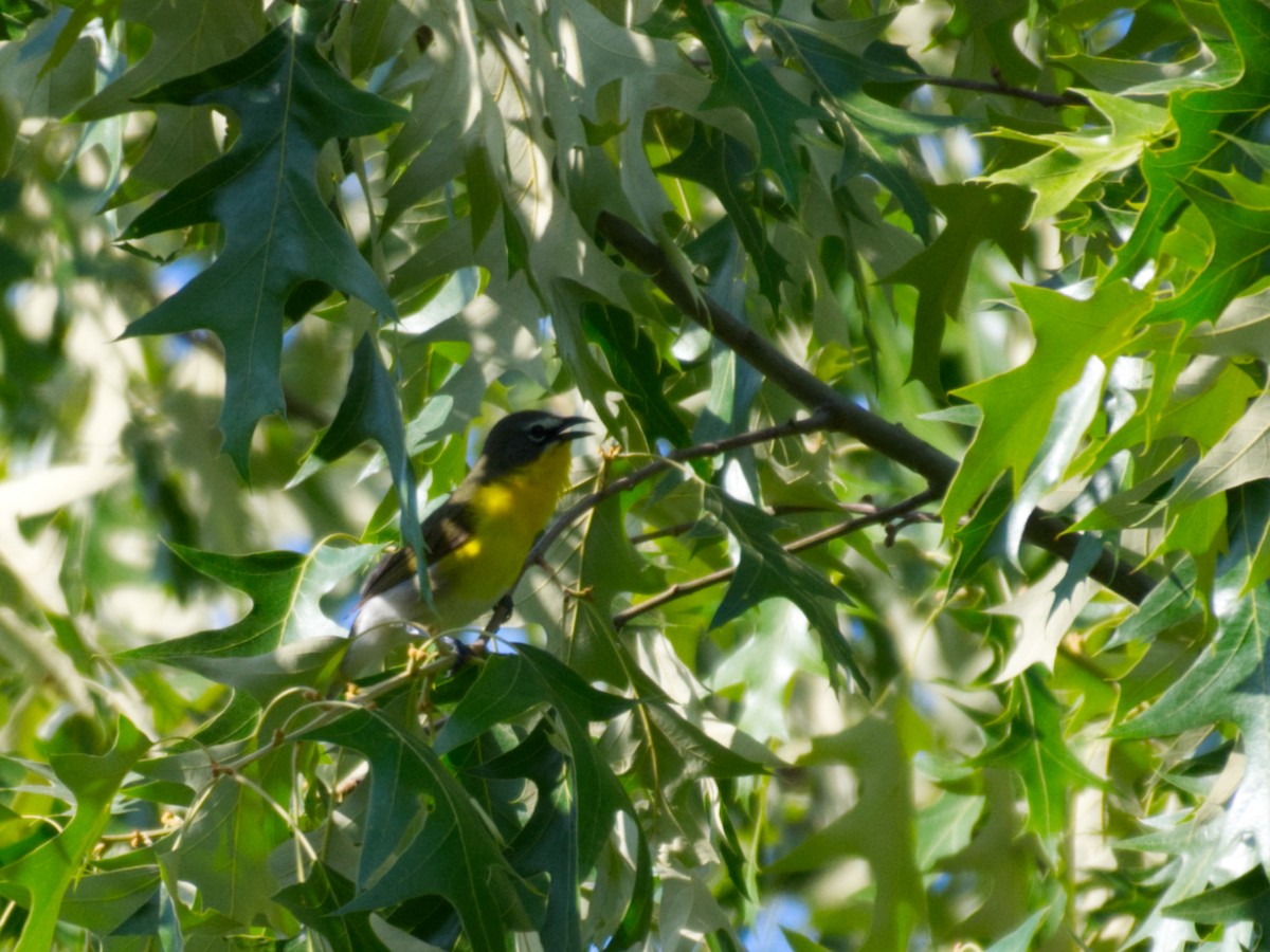Yellow-breasted Chat - ML657633647