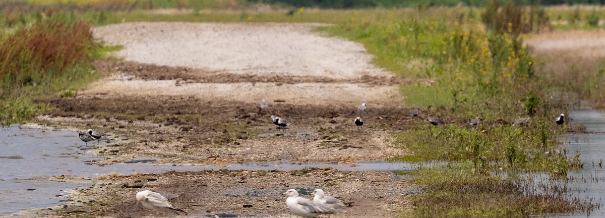 eBird Checklist - 16 May 2026 - Large fuddle south of 161 - 42 species