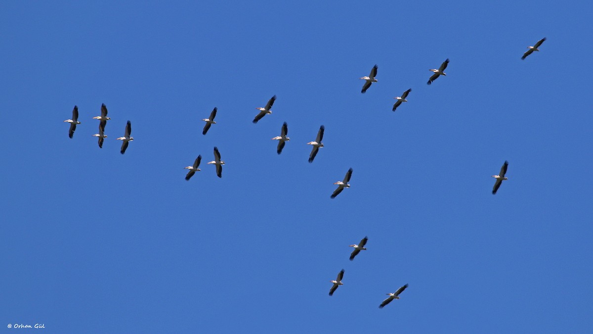 Great White Pelican - ML657634775