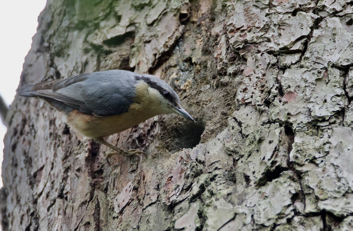 Garrapo eurasiarra - ML657634839