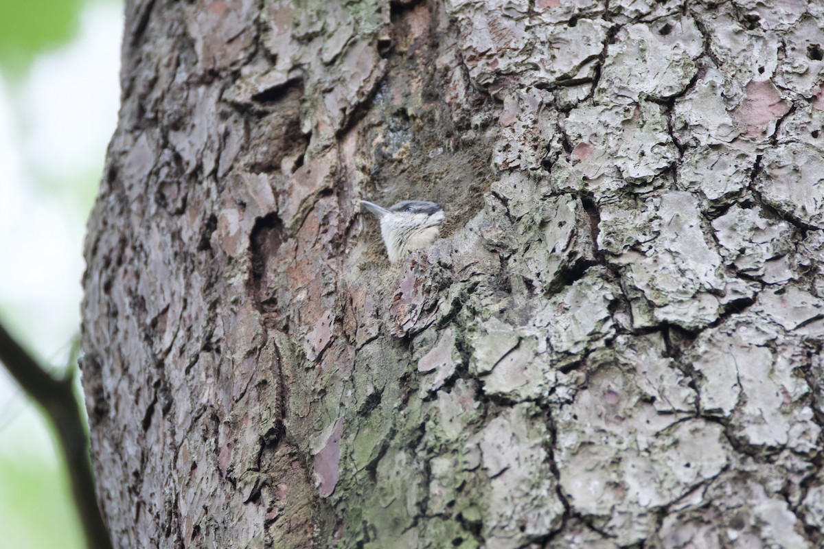 Garrapo eurasiarra - ML657634840