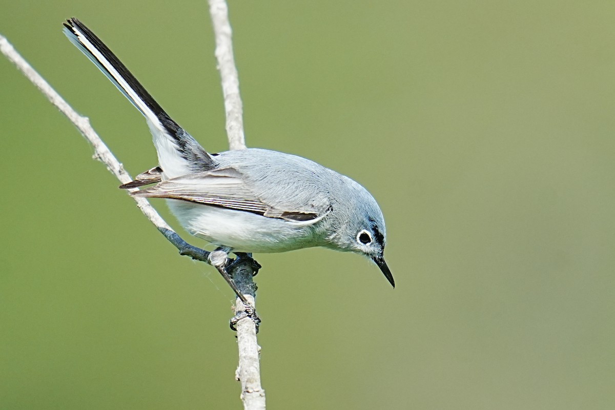Blue-gray Gnatcatcher - ML657634868