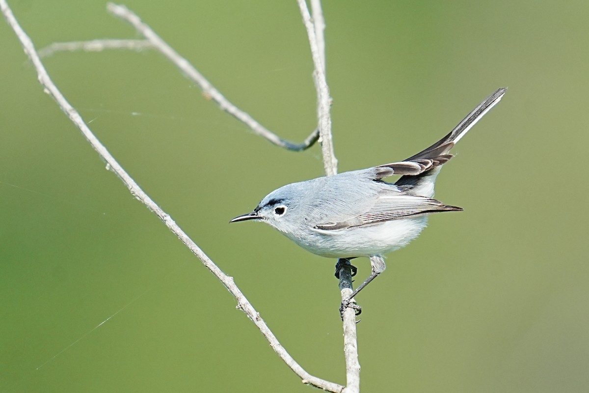 Blue-gray Gnatcatcher - ML657634869