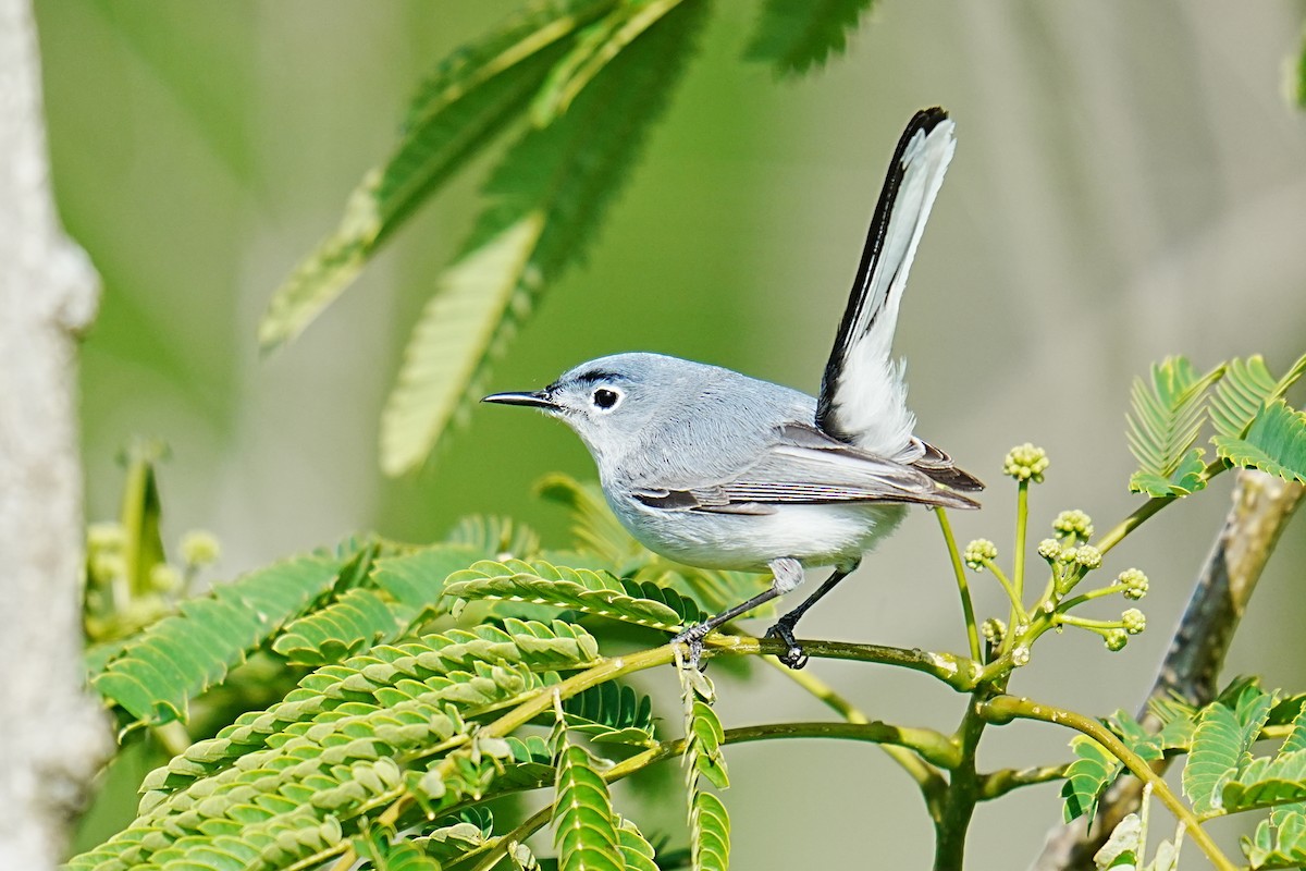 Blue-gray Gnatcatcher - ML657634870