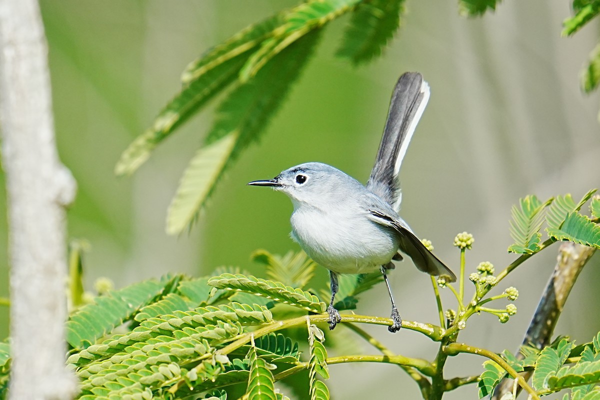 Blue-gray Gnatcatcher - ML657634872