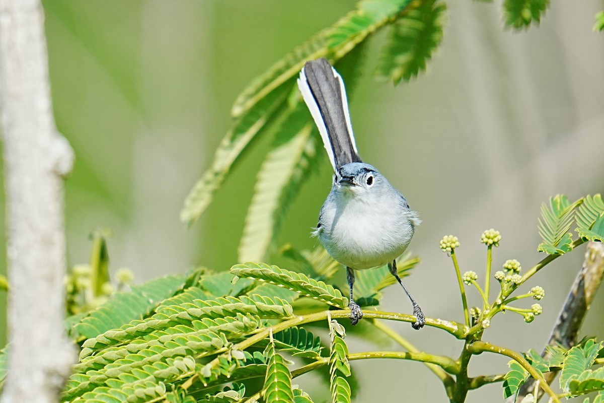Blue-gray Gnatcatcher - ML657634873