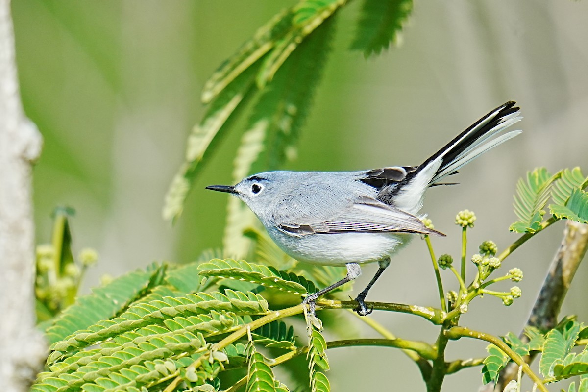 Blue-gray Gnatcatcher - ML657634874