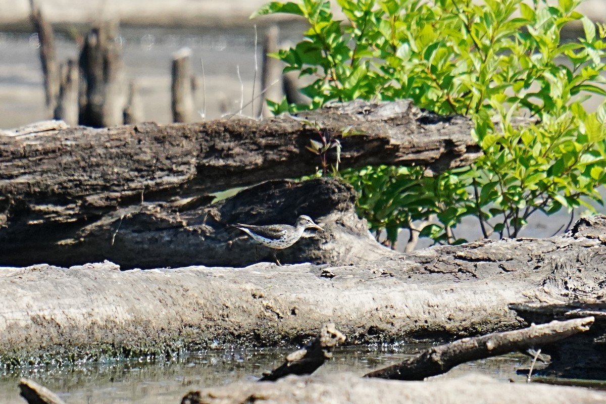 Spotted Sandpiper - ML657634970