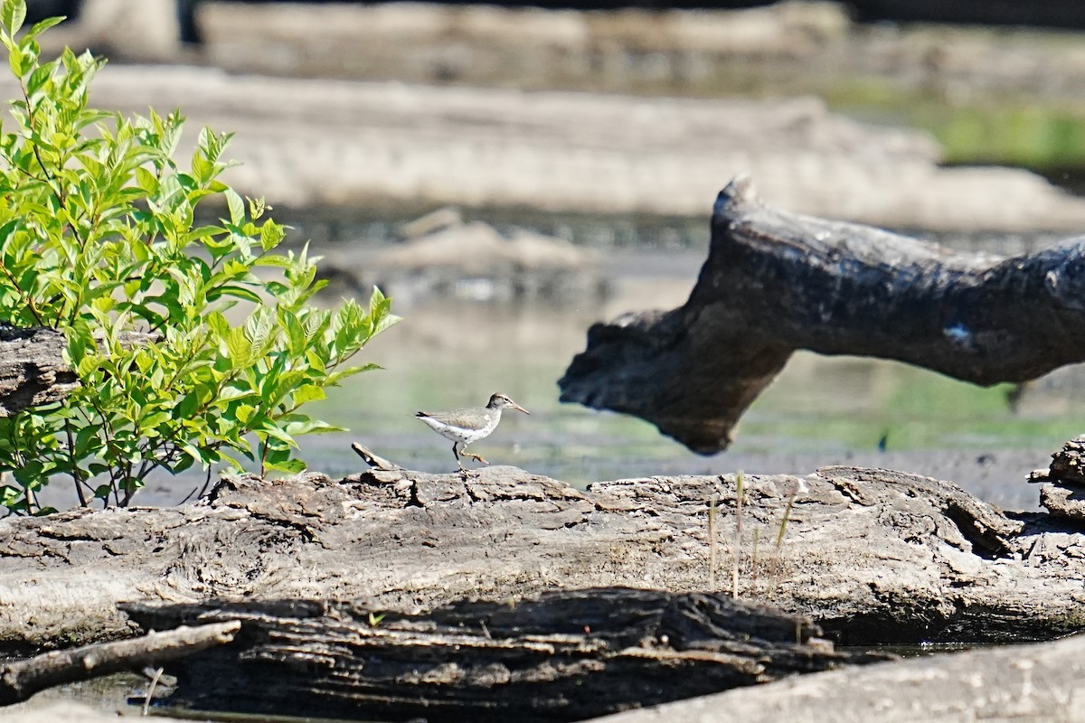 Spotted Sandpiper - ML657634971